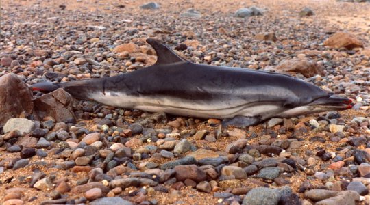 bullhead dolphin