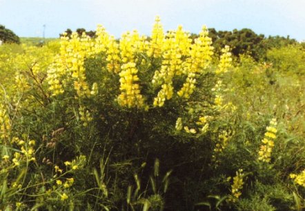 Lupin Tree