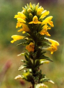 yellow bartsia